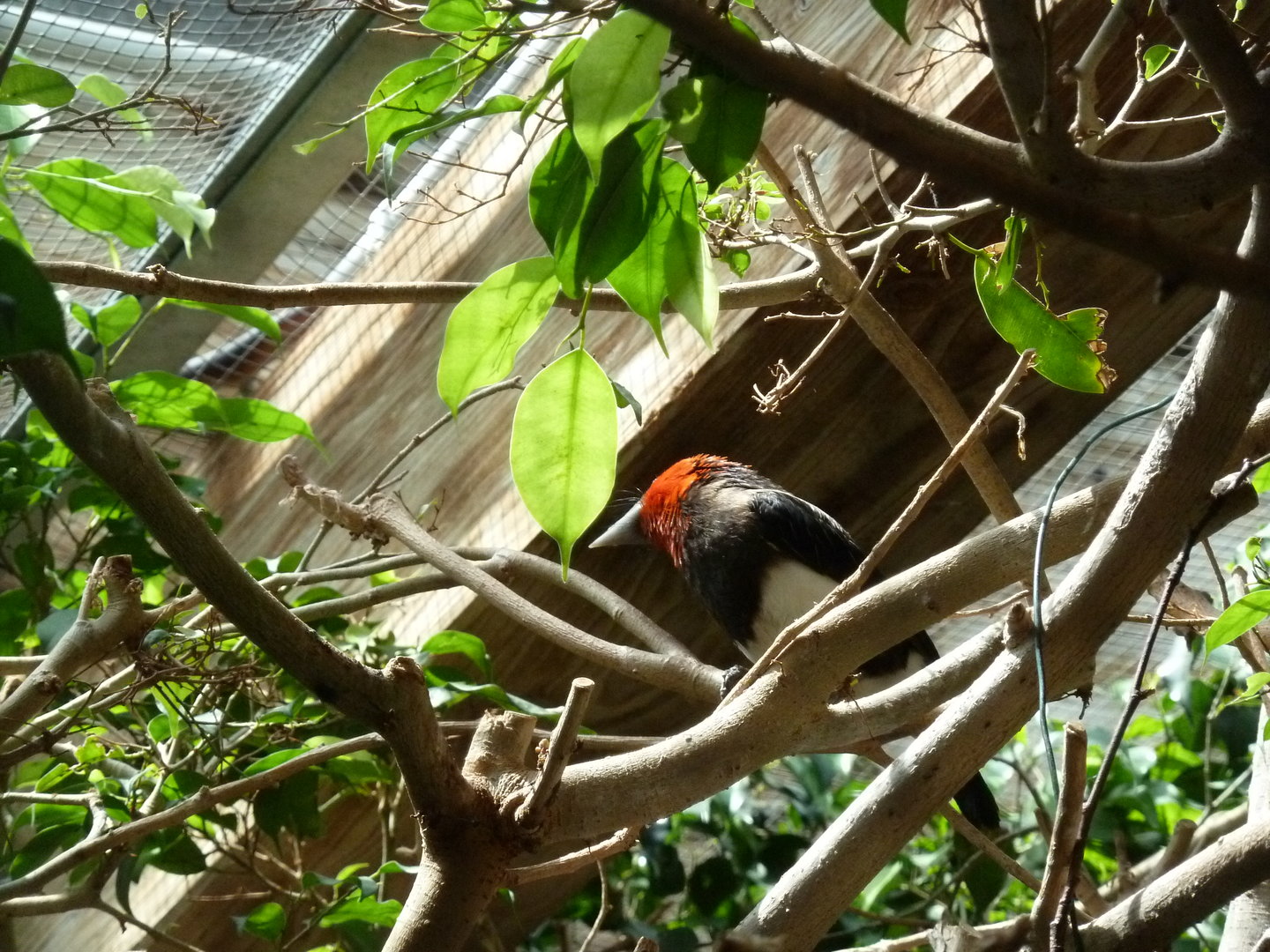 Tropenhalle (birdhouse) - Brown-breasted barbet - Pogonornis melanopterus