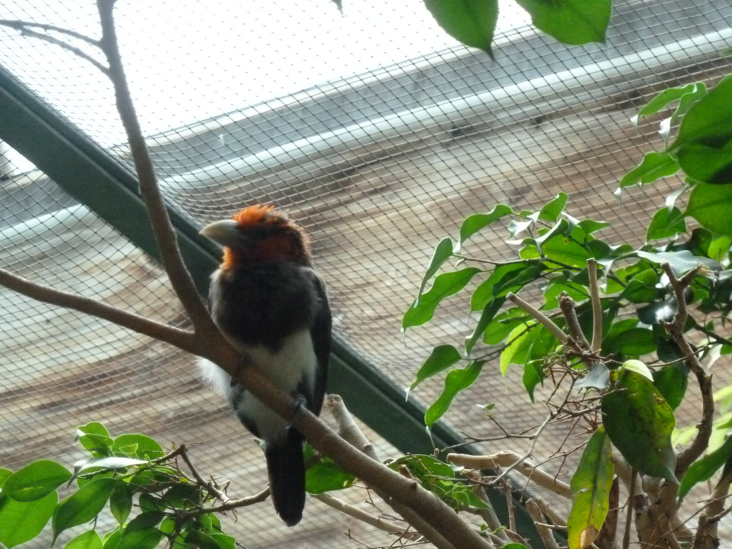 Tropenhalle (birdhouse) - Brown-breasted barbet - Pogonornis melanopterus