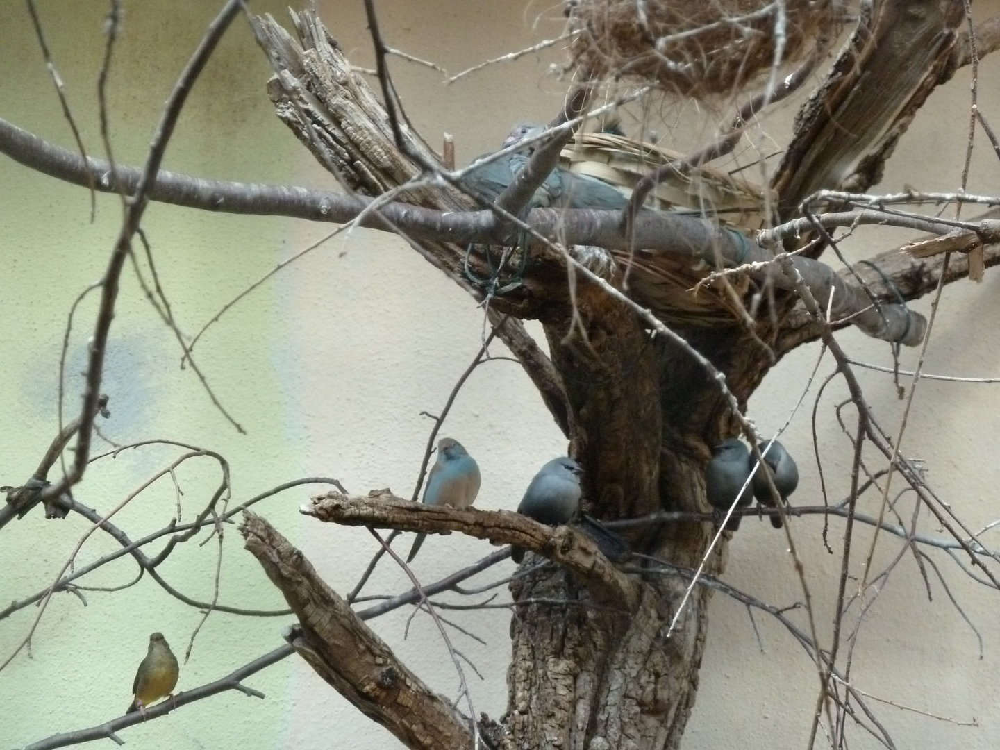 Tropenhalle (birdhouse) - Lavender waxbill - Glaucestrilda caerulescens