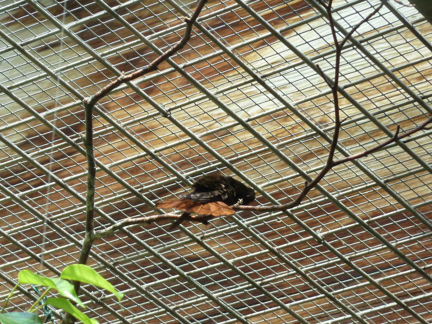 Tropenhalle (birdhouse) - Ruby-topaz hummingbird - Chrysolampis mosquitus