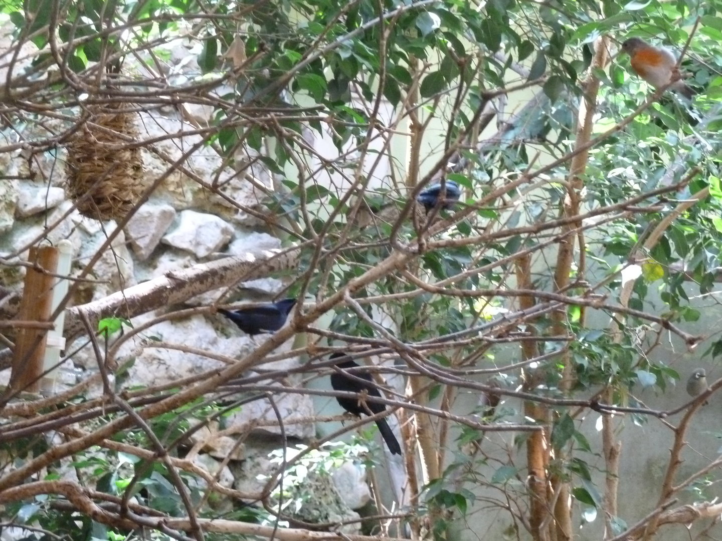 Tropenhalle (birdhouse) - South America aviary - A bunch of rarities