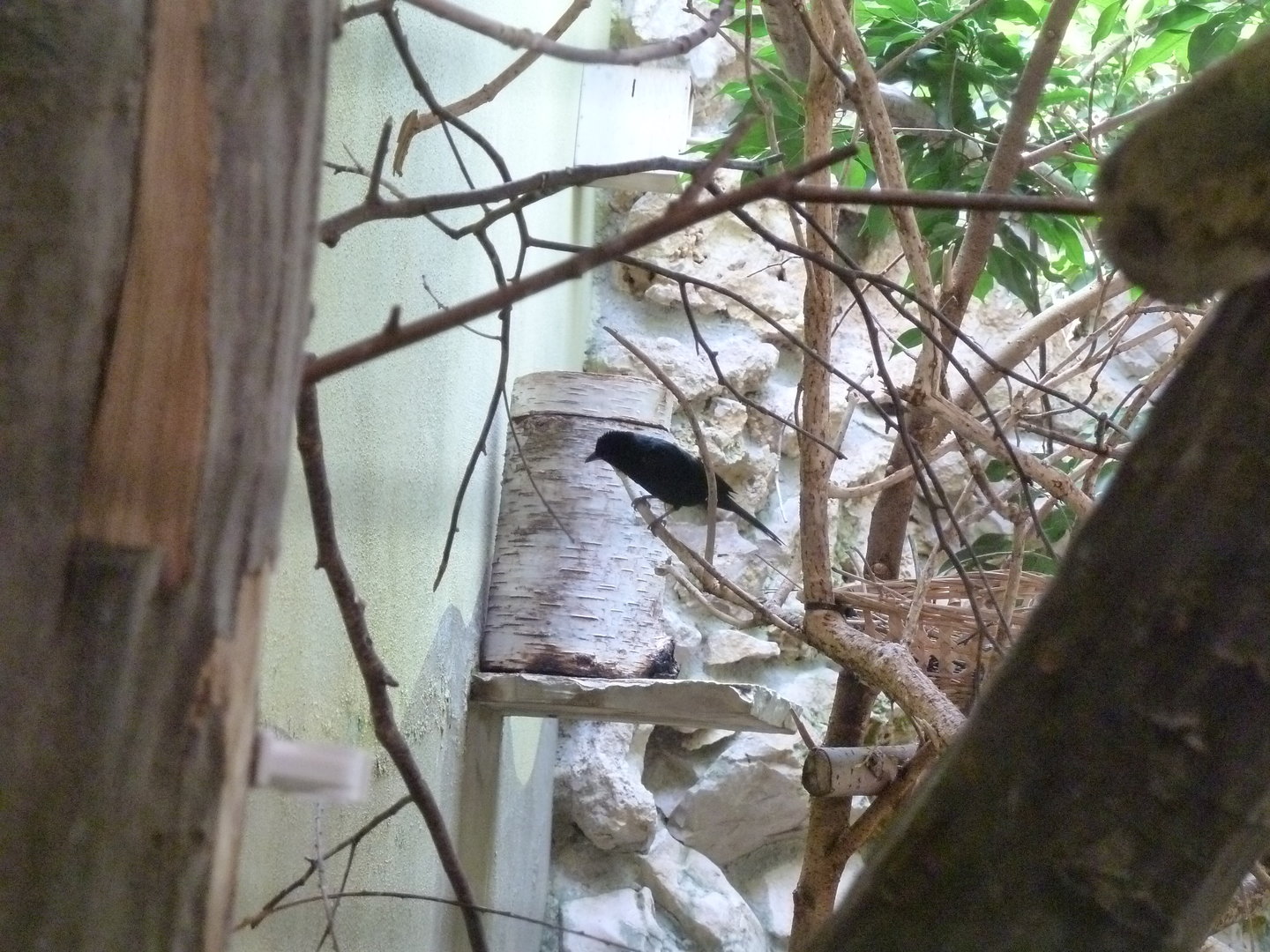 Tropenhalle (birdhouse) South America aviary - Silver-beaked tanager - Ramphocelus carbo