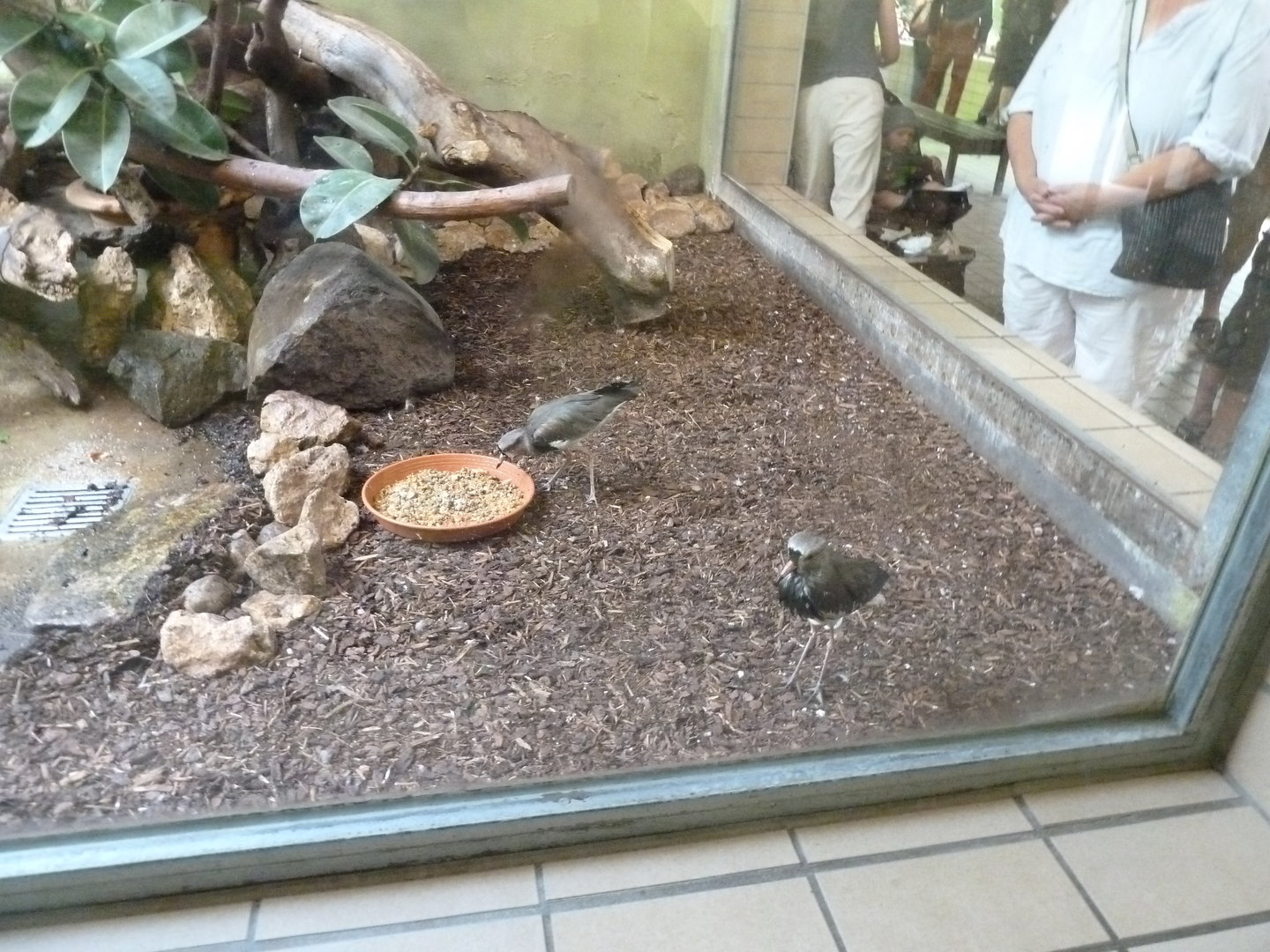 Tropenhalle (birdhouse) - Southern lapwing - Vanellus chilensis