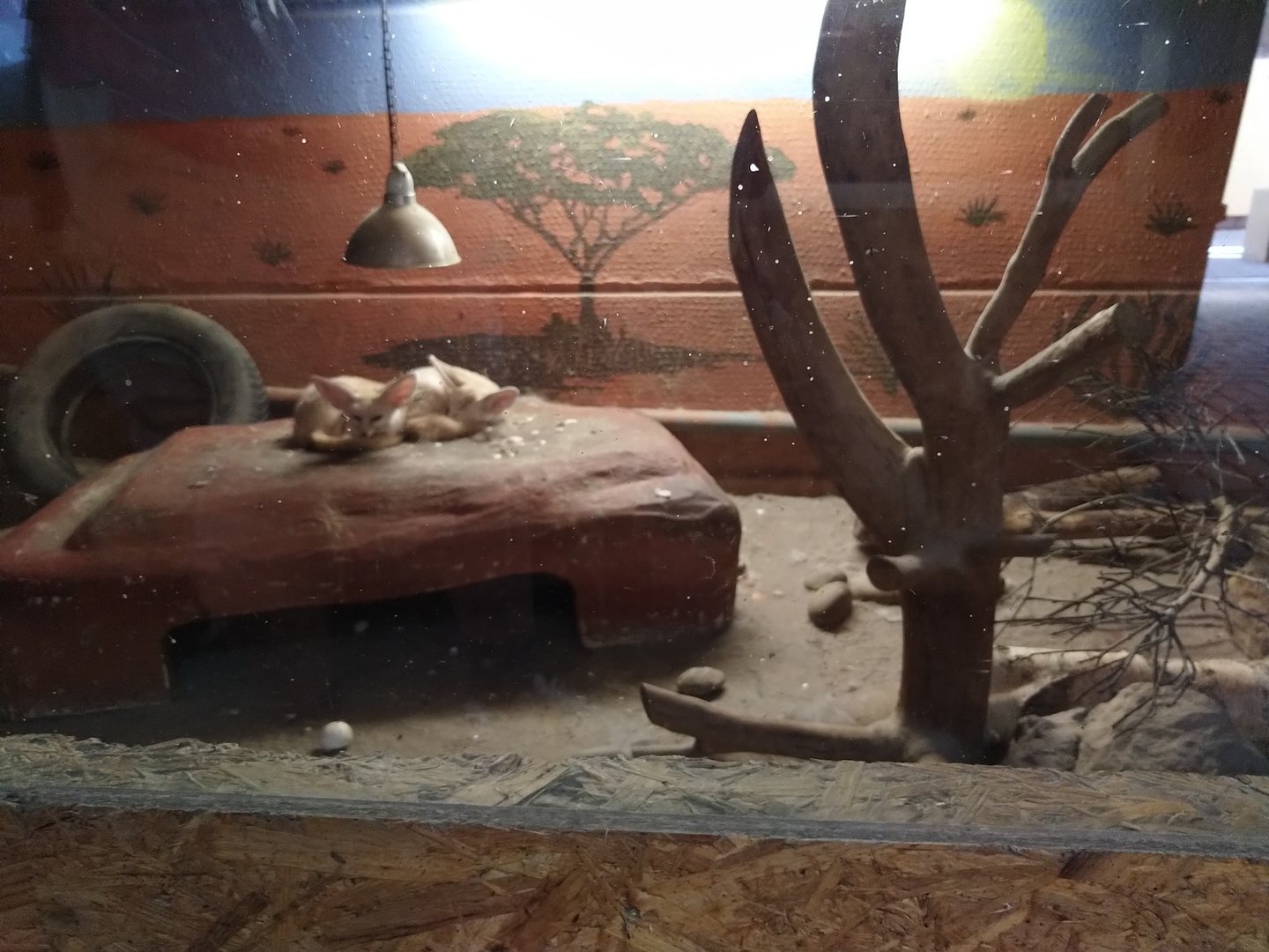 Tropenhalle - Fennec fox - Vulpes zerda