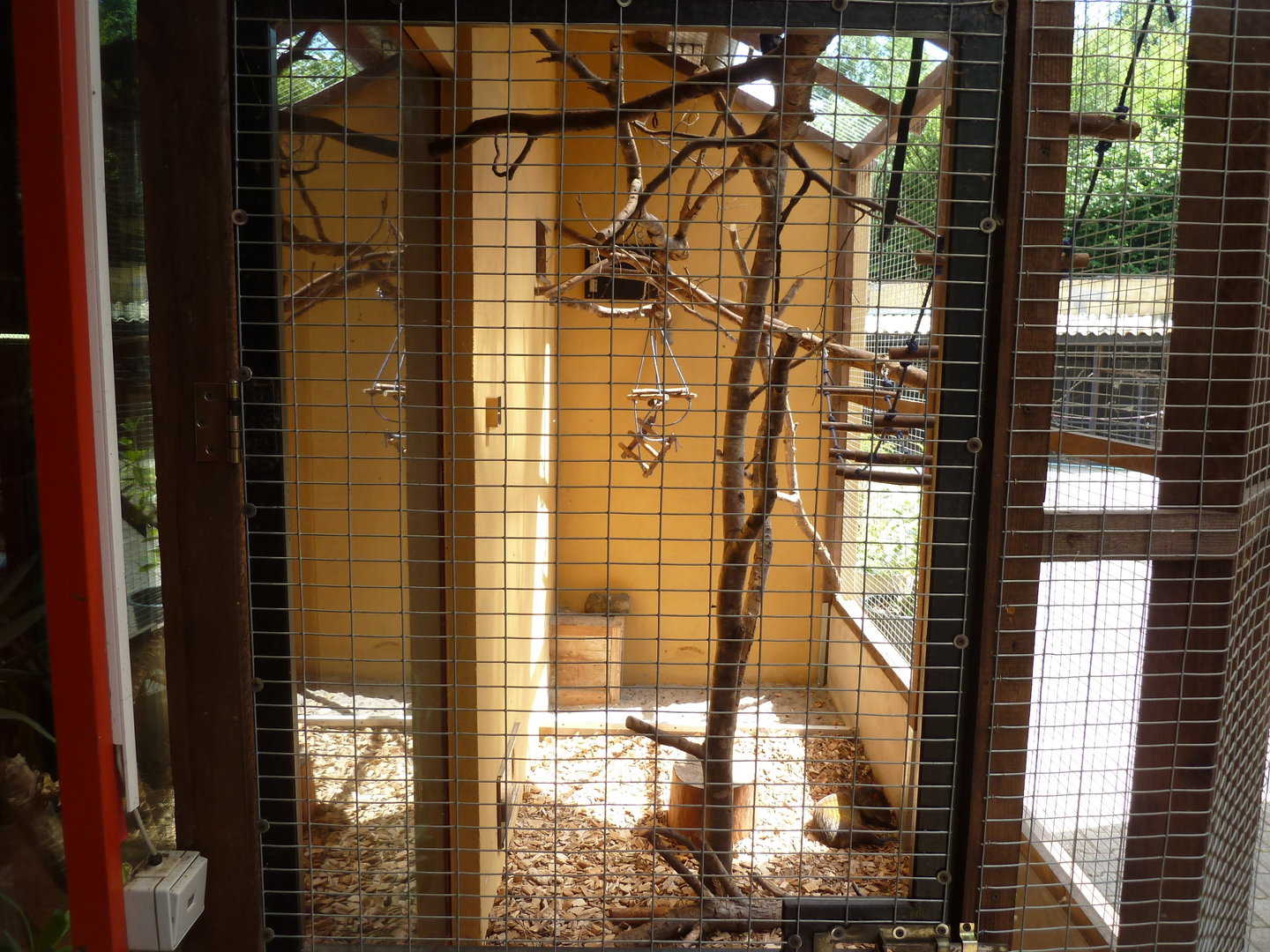 Tropenhalle - Golden-handed tamarin enclosure