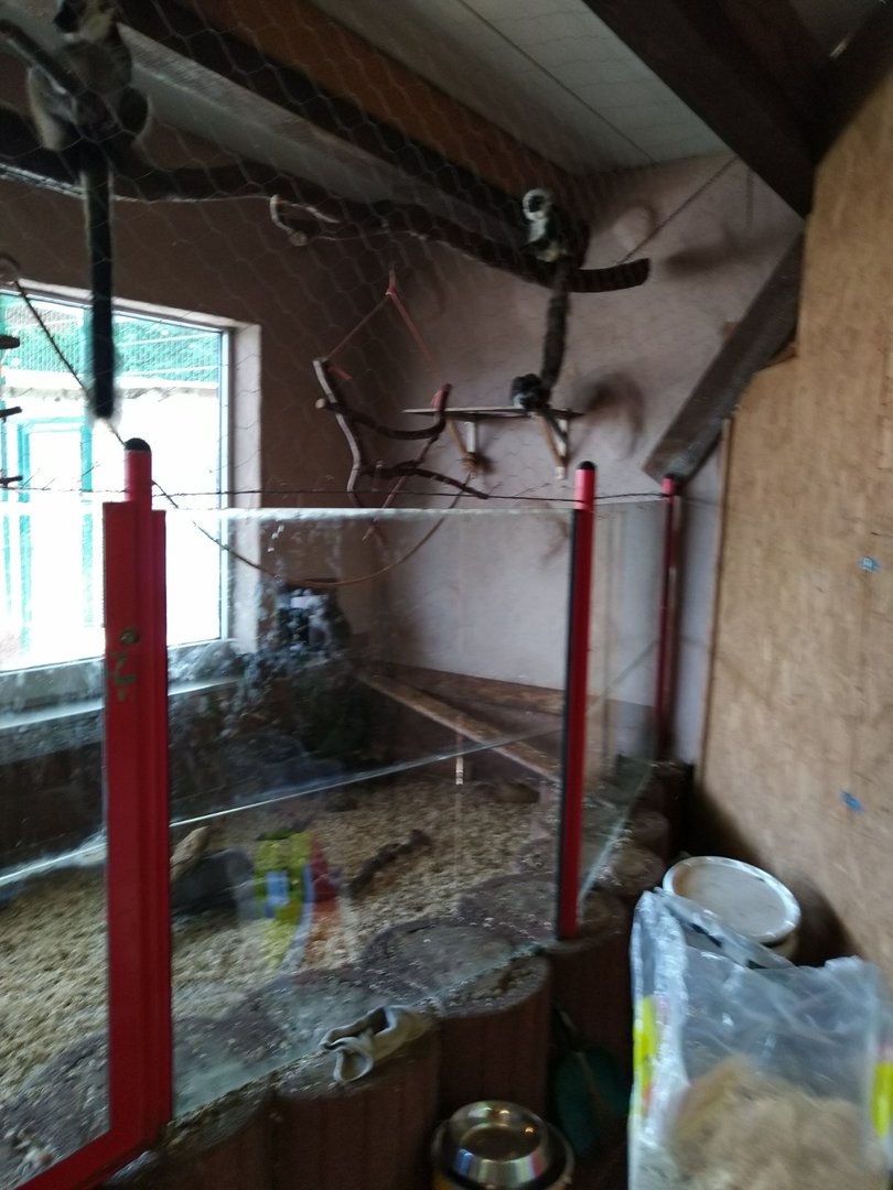 Tropenhalle - White-fronted lemur - Eulemur albifrons