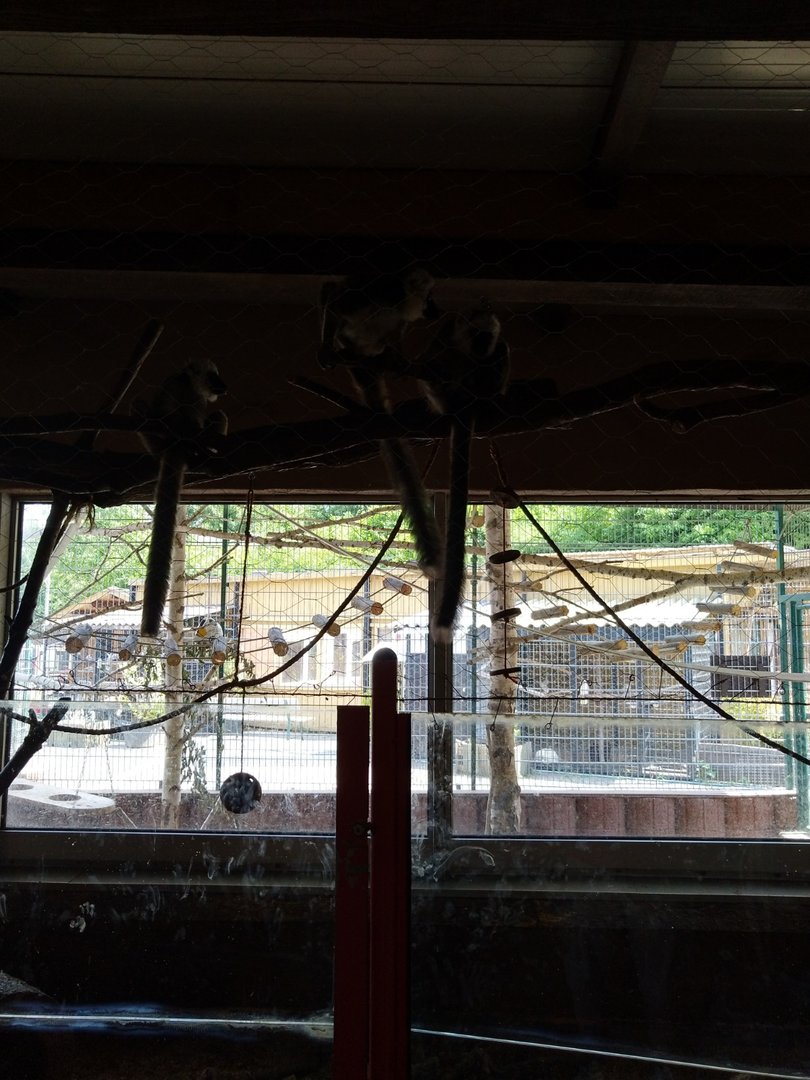 Tropenhalle - White fronted lemur & lowland paca enclosure