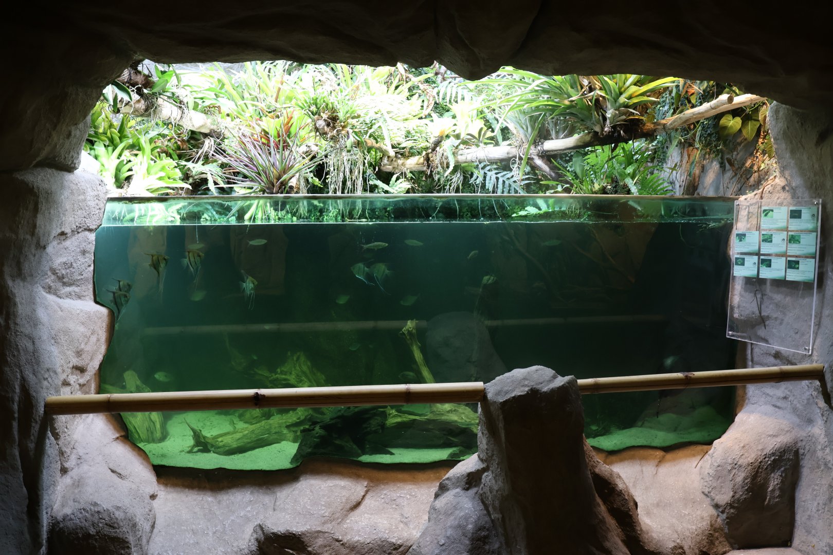 Tropenhaus - Amazon aquarium
