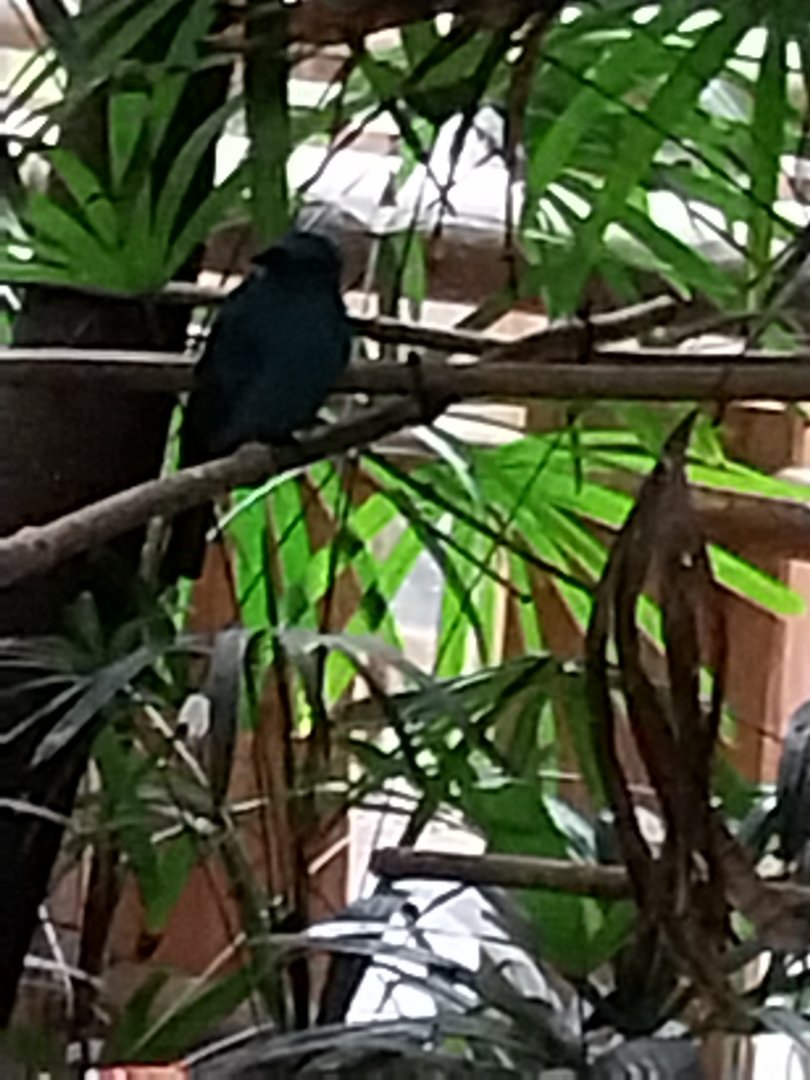 Tropenhaus - Asian Fairy-bluebird (Irena puella) ?
