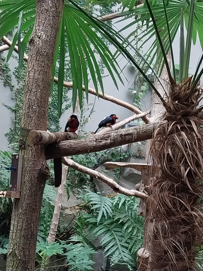 Tropenhaus - Bearded Barbet (Pogonornis dubius)