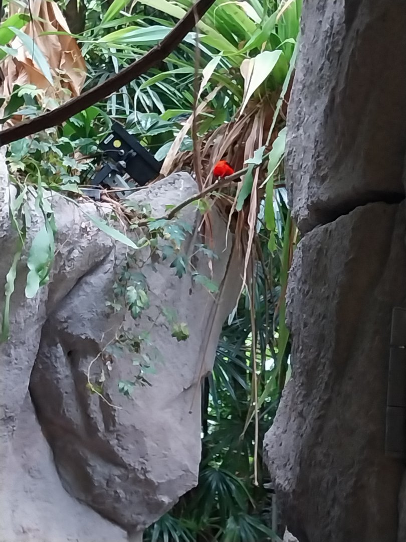 Tropenhaus - Brazilian Tanager (Ramphocelus carbo bresilius)