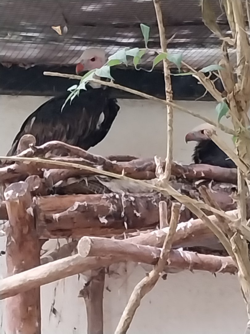 Tropenhaus - Breeding white-headed vultures