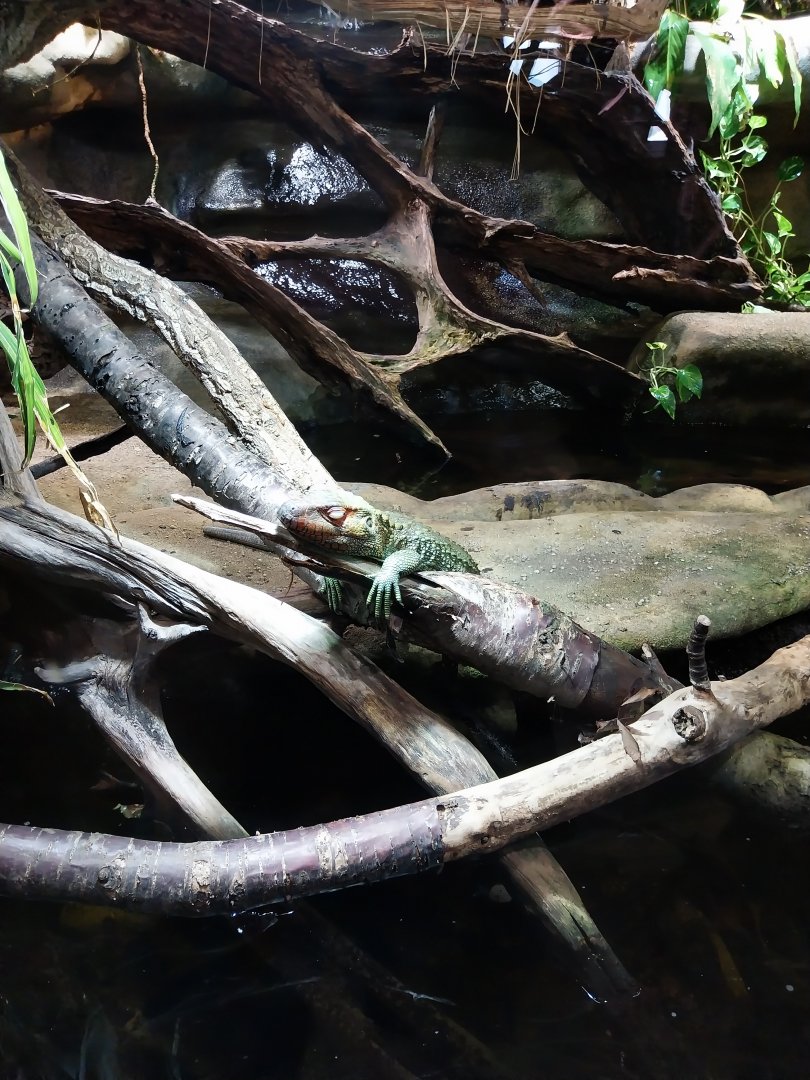 Tropenhaus - Caiman lizard (Dracaena guianensis)