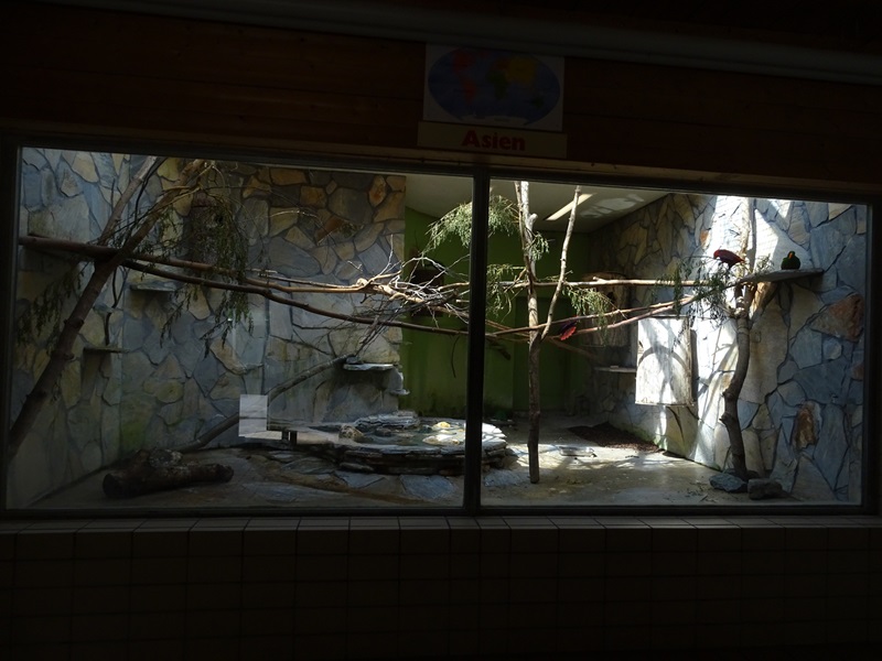 TropenHaus : Eclectus parrot enclosure