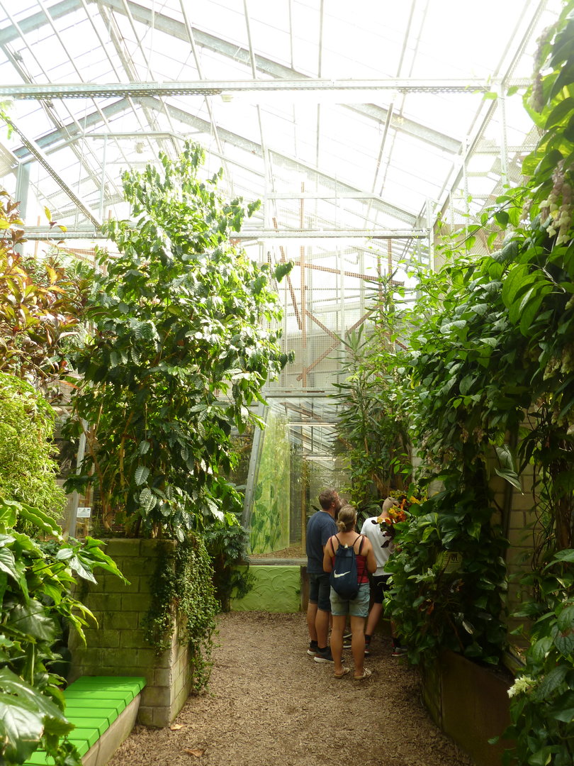 Tropenhaus - General view towards white-handed gibbon cage