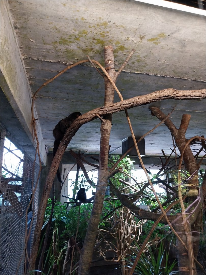 Tropenhaus - Goeldi's monkey (Gallimico goeldii)