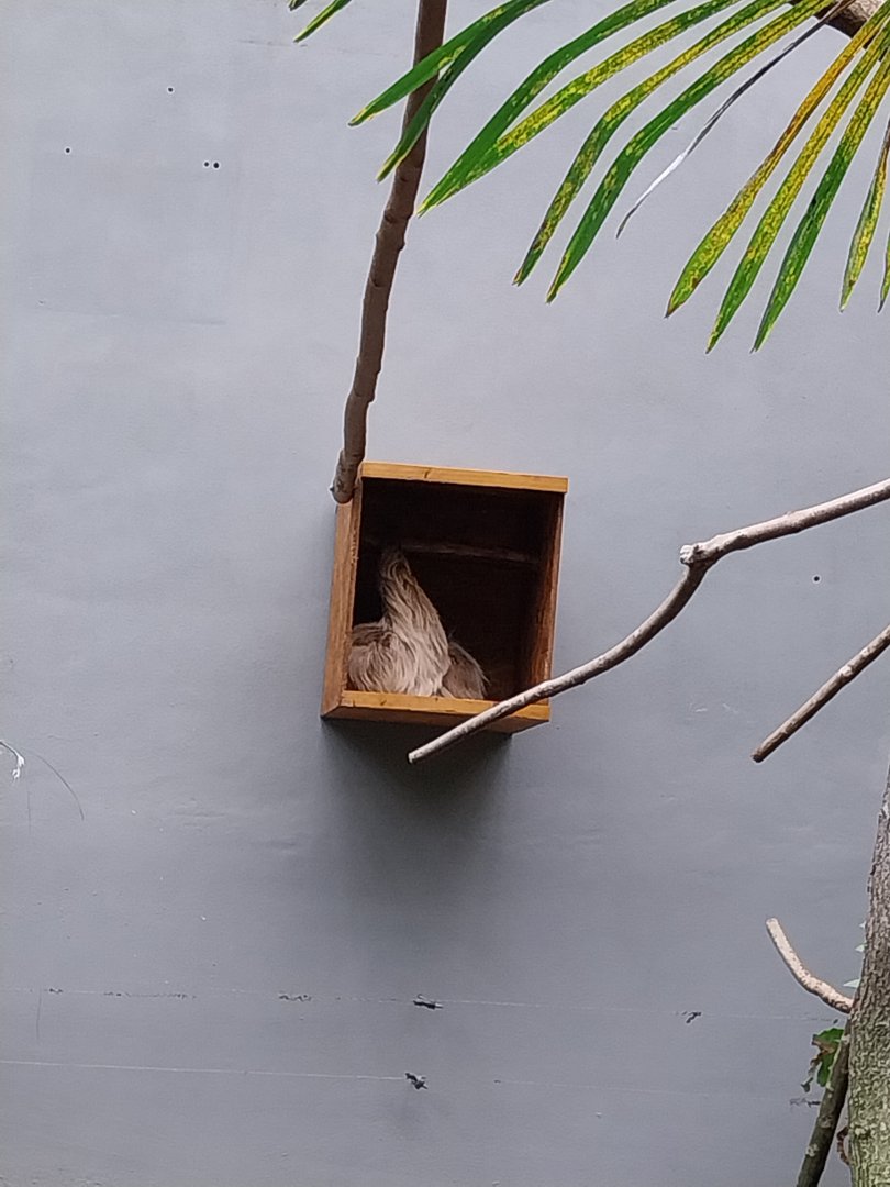 Tropenhaus - Linnaeus' Two-toed Sloth (Choloepus didactylus)