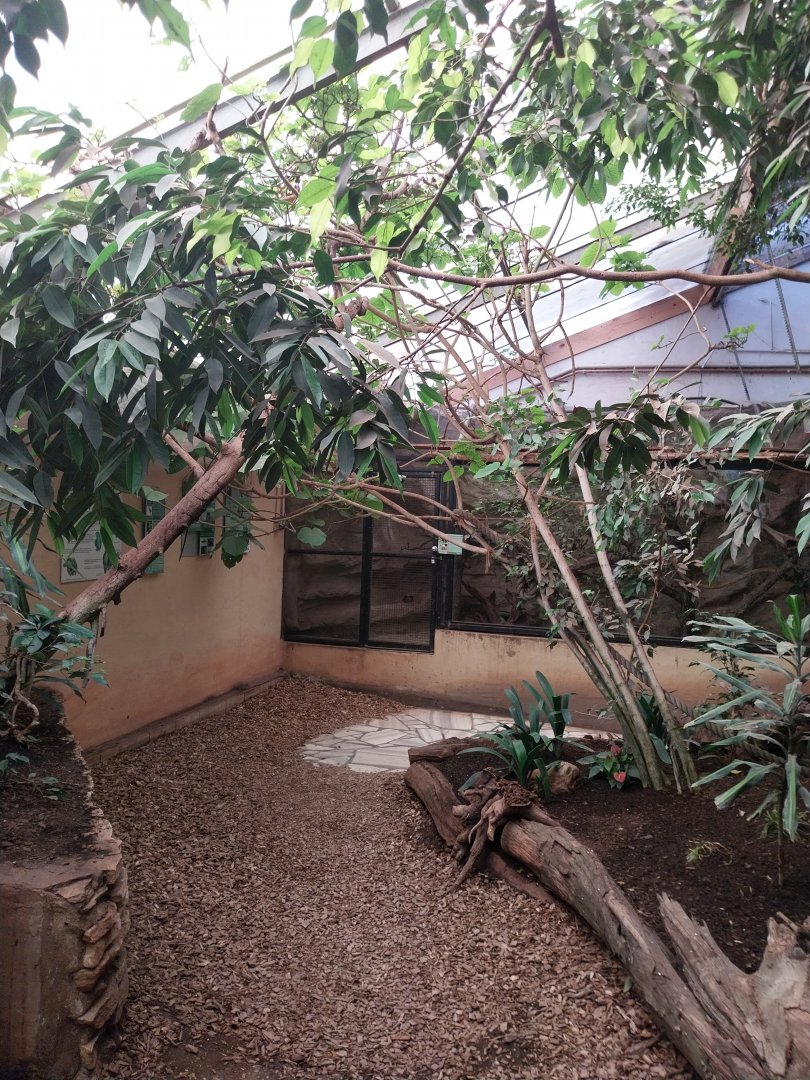 Tropenhaus - Lower section - Golden-headed lion tamarin enclosure