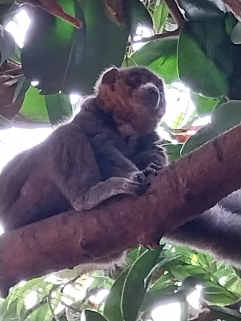 Tropenhaus - Lower section - Mongoz lemur (Eulemur mongoz)