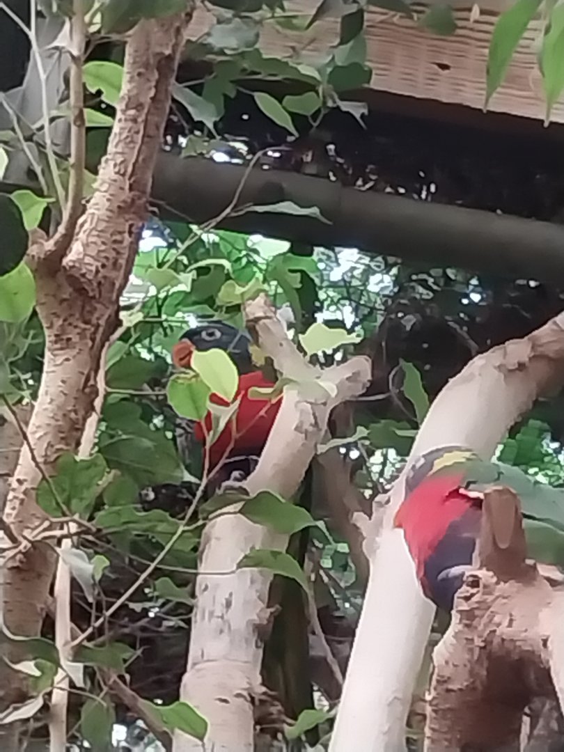 Tropenhaus - Lower section - Rainbow lorikeet (Trichoglossus moluccanus)