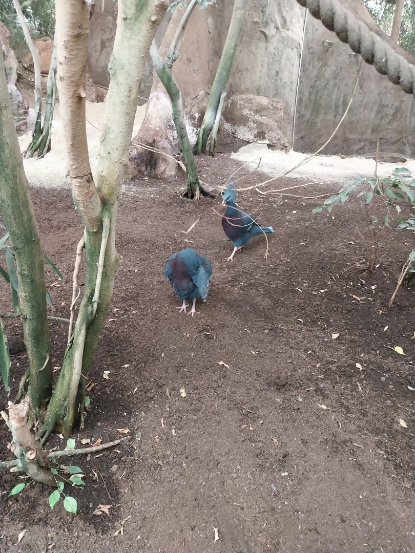 Tropenhaus - Lower section - Victoria crowned pigeon (Goura victoria)