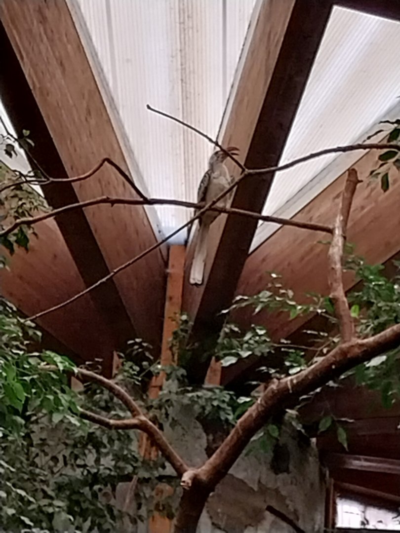 Tropenhaus - Middle section - Red-billed hornbill (Tockus eyrthrorhynchus)