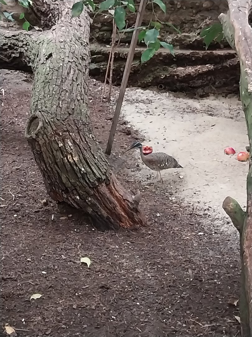 Tropenhaus - Middle section - Sunbittern (Eurypyga helias)