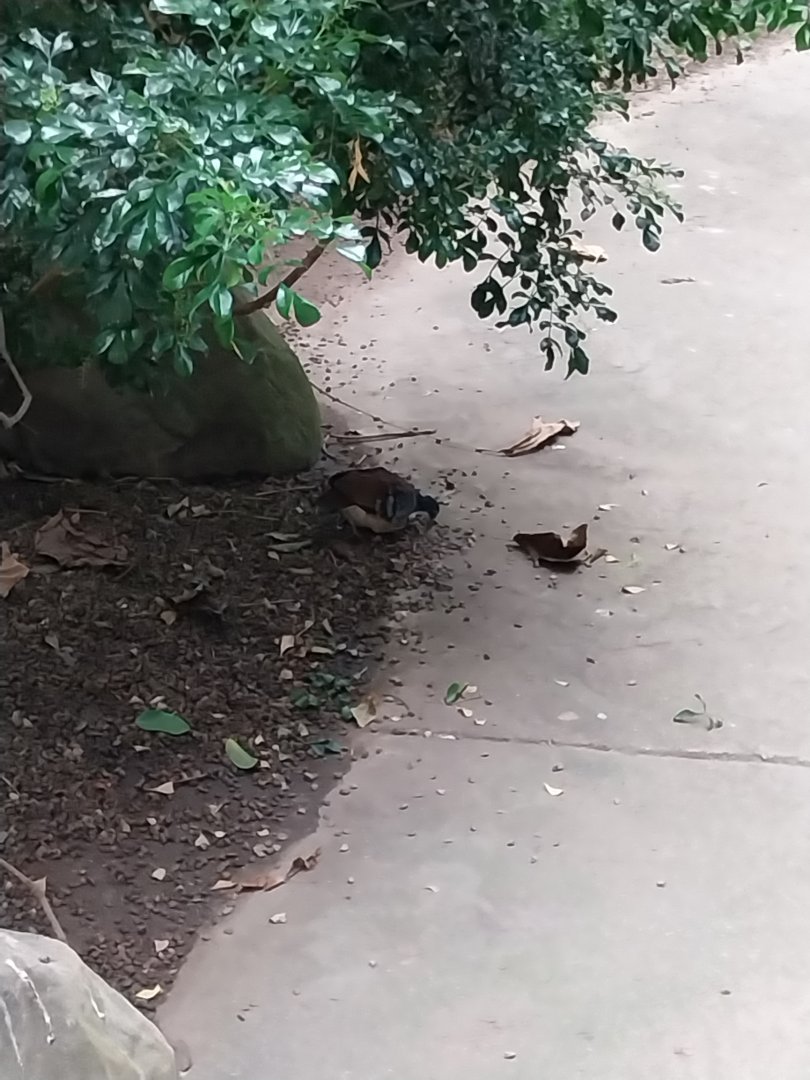 Tropenhaus - Mindanao Bleeding-heart (Gallicolumba crinigera)