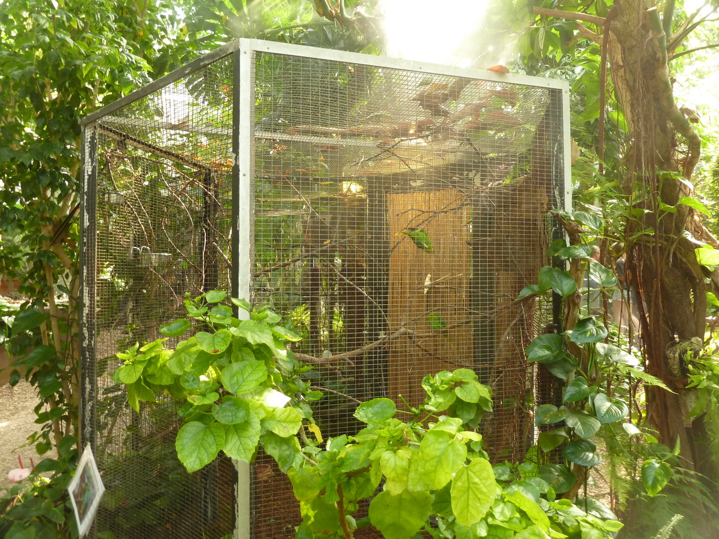 Tropenhaus - Red-flanked lorikeet aviary