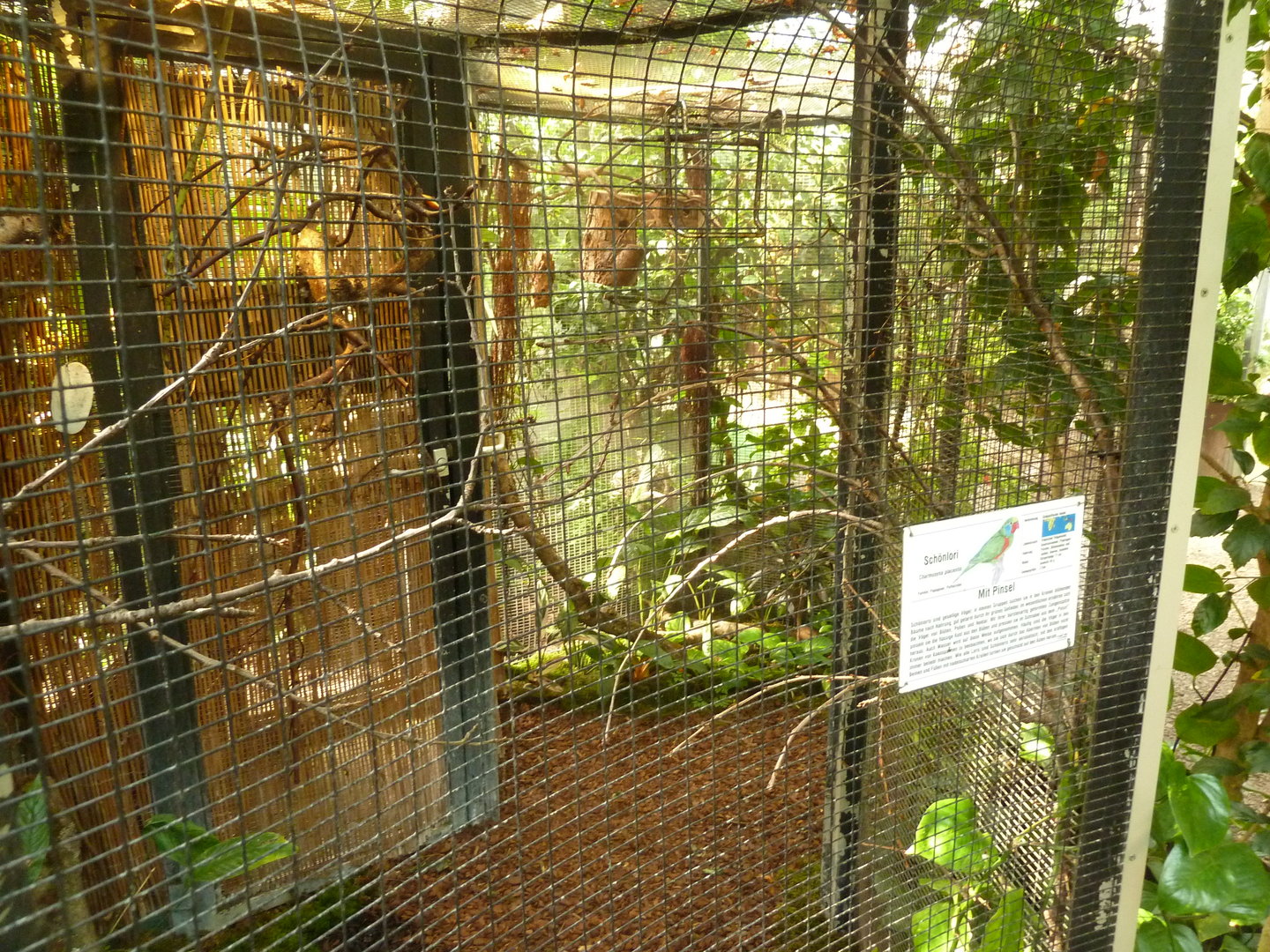 Tropenhaus - Red-flanked lorikeet aviary