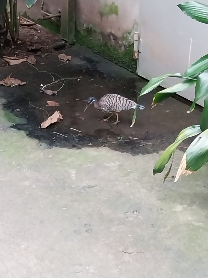 Tropenhaus - Sunbittern (Eurypyga helias)