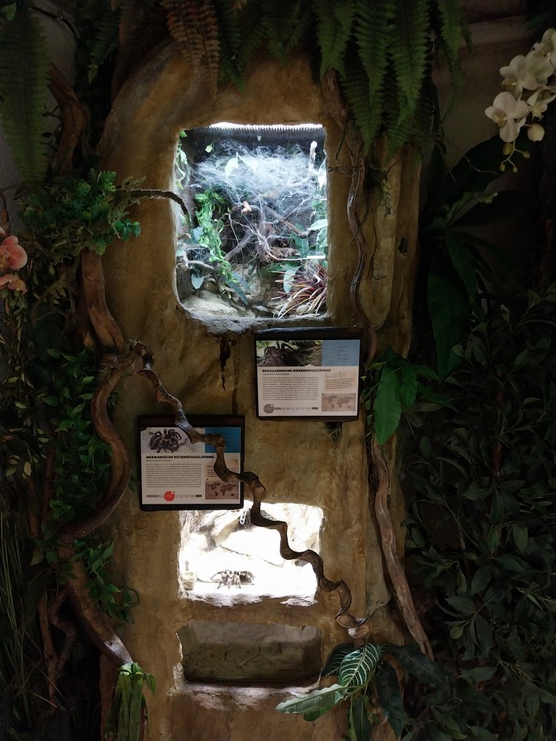 Tropenhaus - Tarantulas