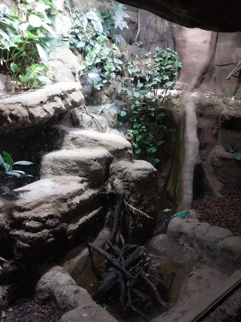 Tropenhaus - Upper section - Knight anolis (Anolis equestris)