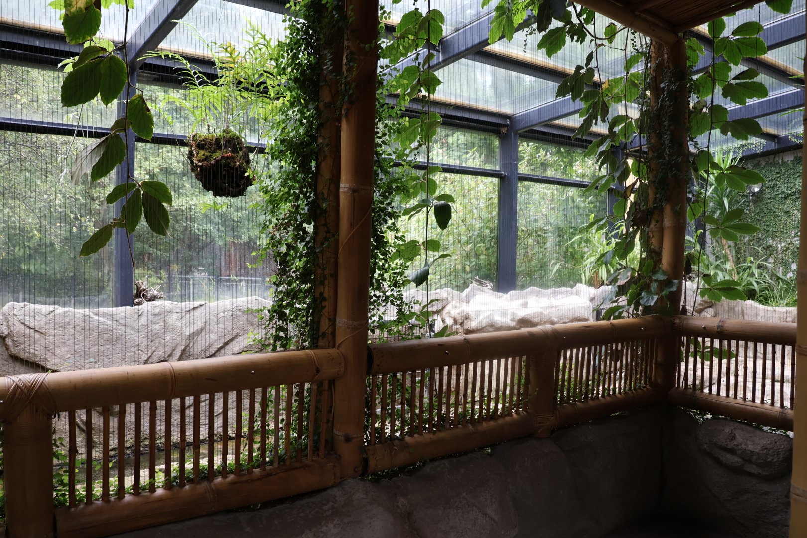 Tropenhaus - Western Pygmy Hippo exhibit