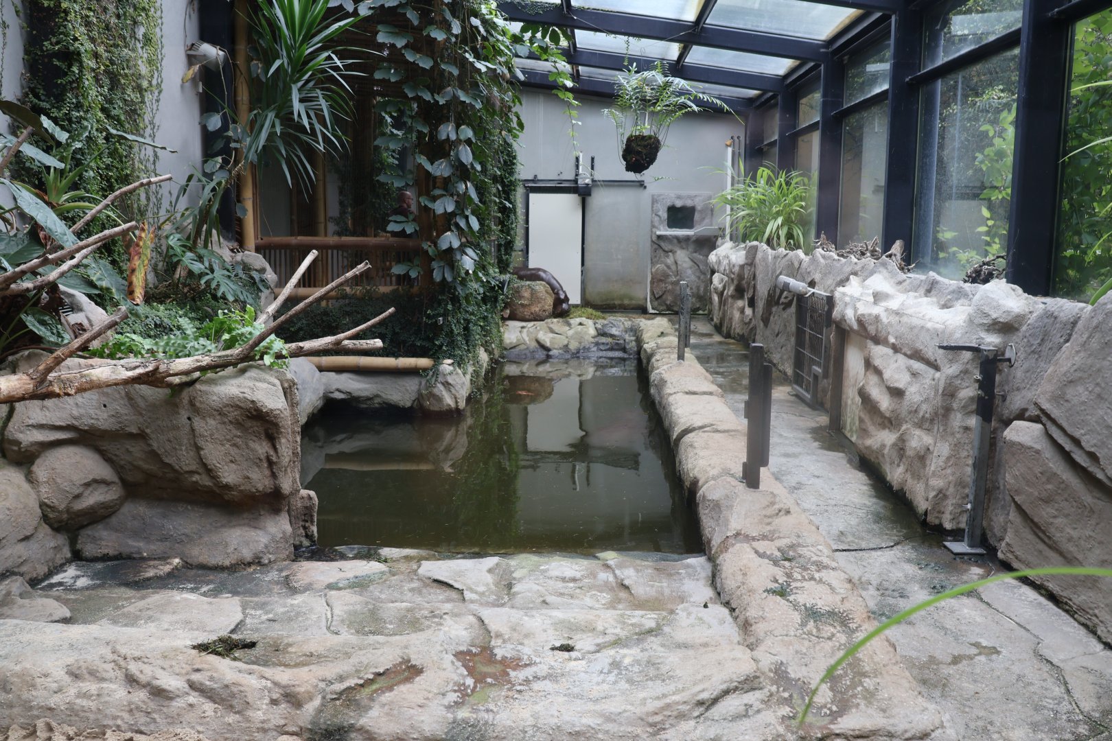 Tropenhaus - Western Pygmy Hippo exhibit