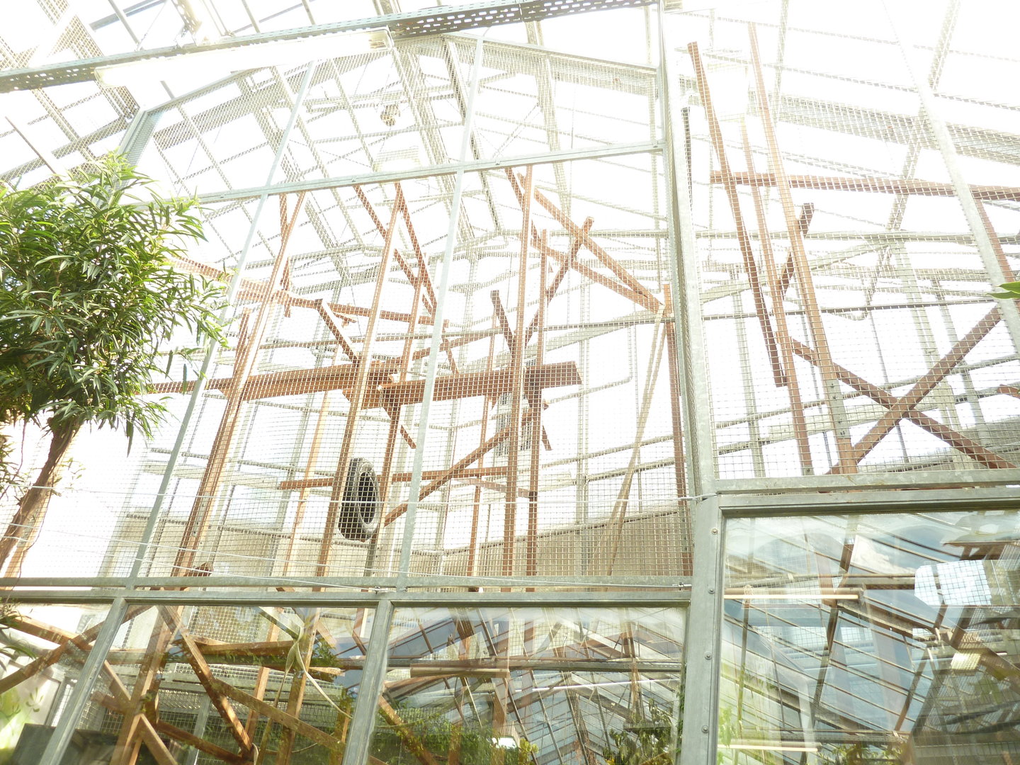 Tropenhaus - White-handed gibbon cage