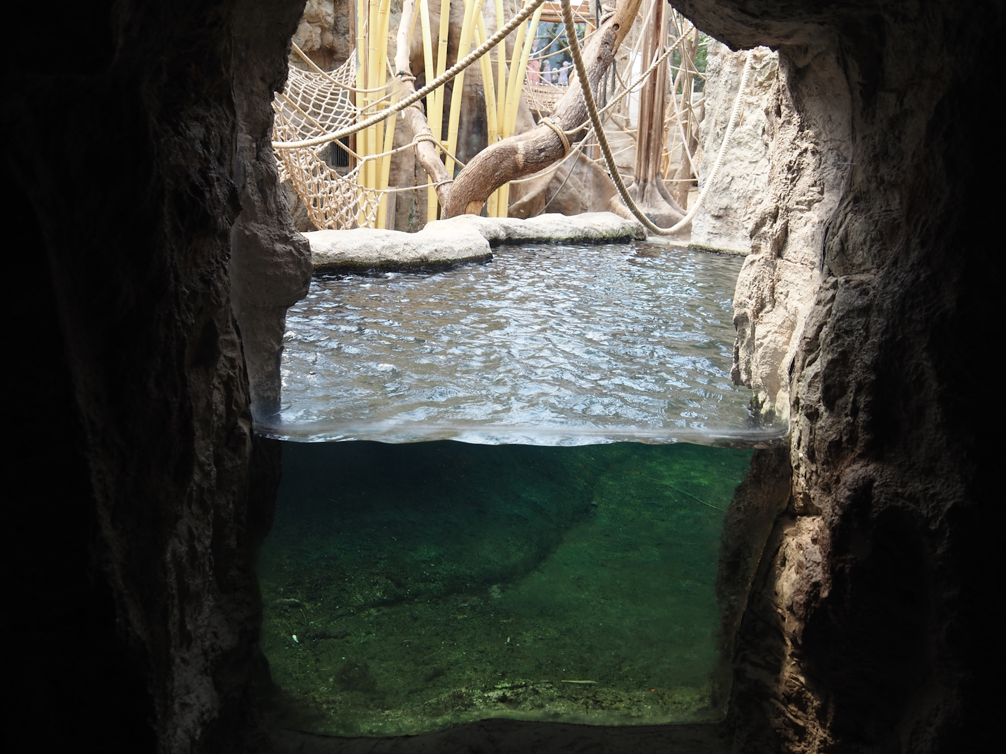 Tropenparadies/Asian greenhouse - Asian small-clawed otter pool and primate indoor exhibit, 2024-08-05