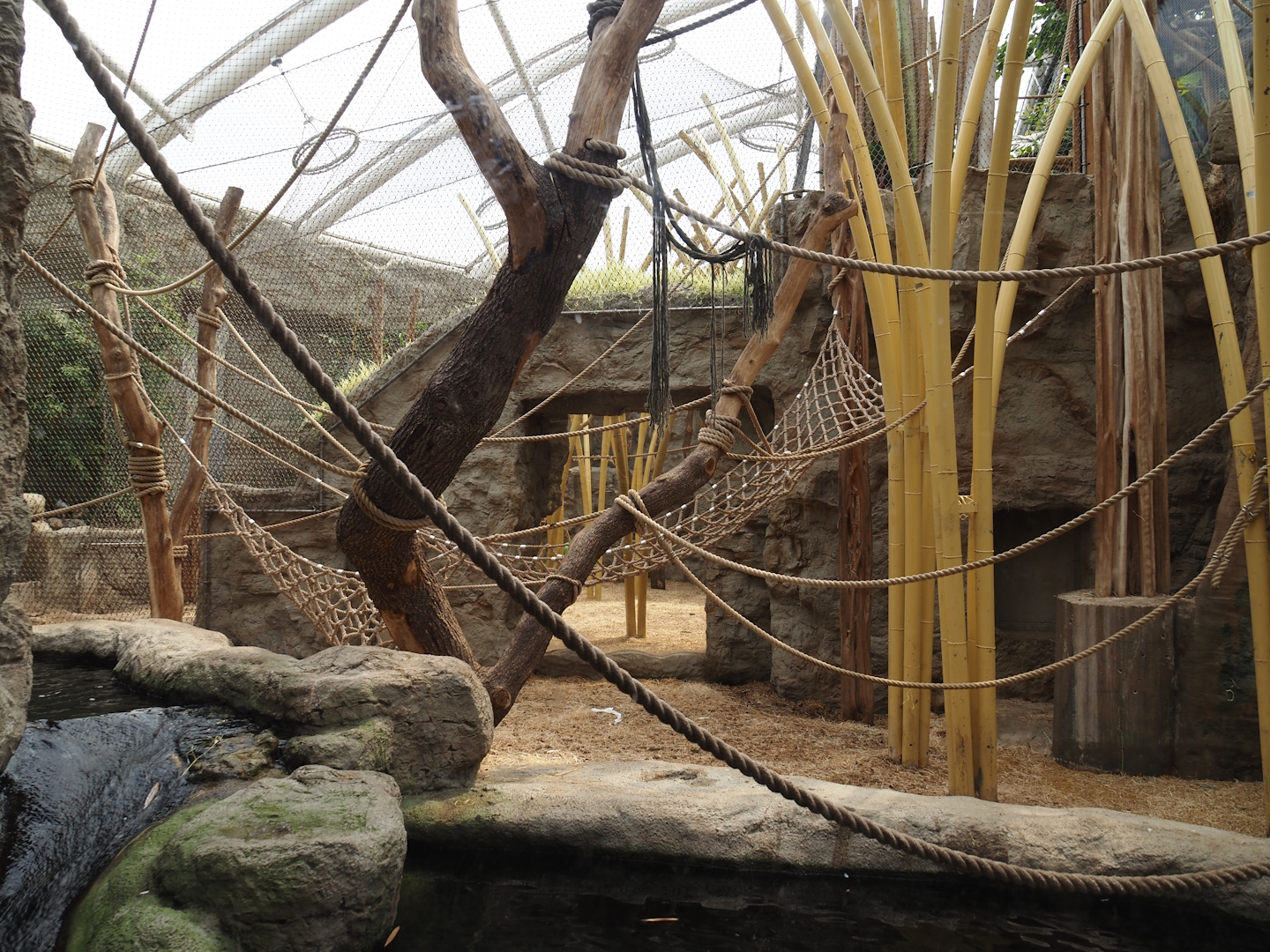 Tropenparadies/Asian greenhouse - Asian small-clawed otter, Sumatran orangutan and Hanuman langur indoor exhibit, 2024-08-05