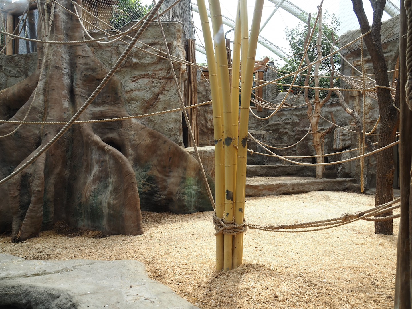 Tropenparadies/Asian greenhouse - Asian small-clawed otter, Sumatran orangutan and Hanuman langur indoor exhibit, 2024-08-05