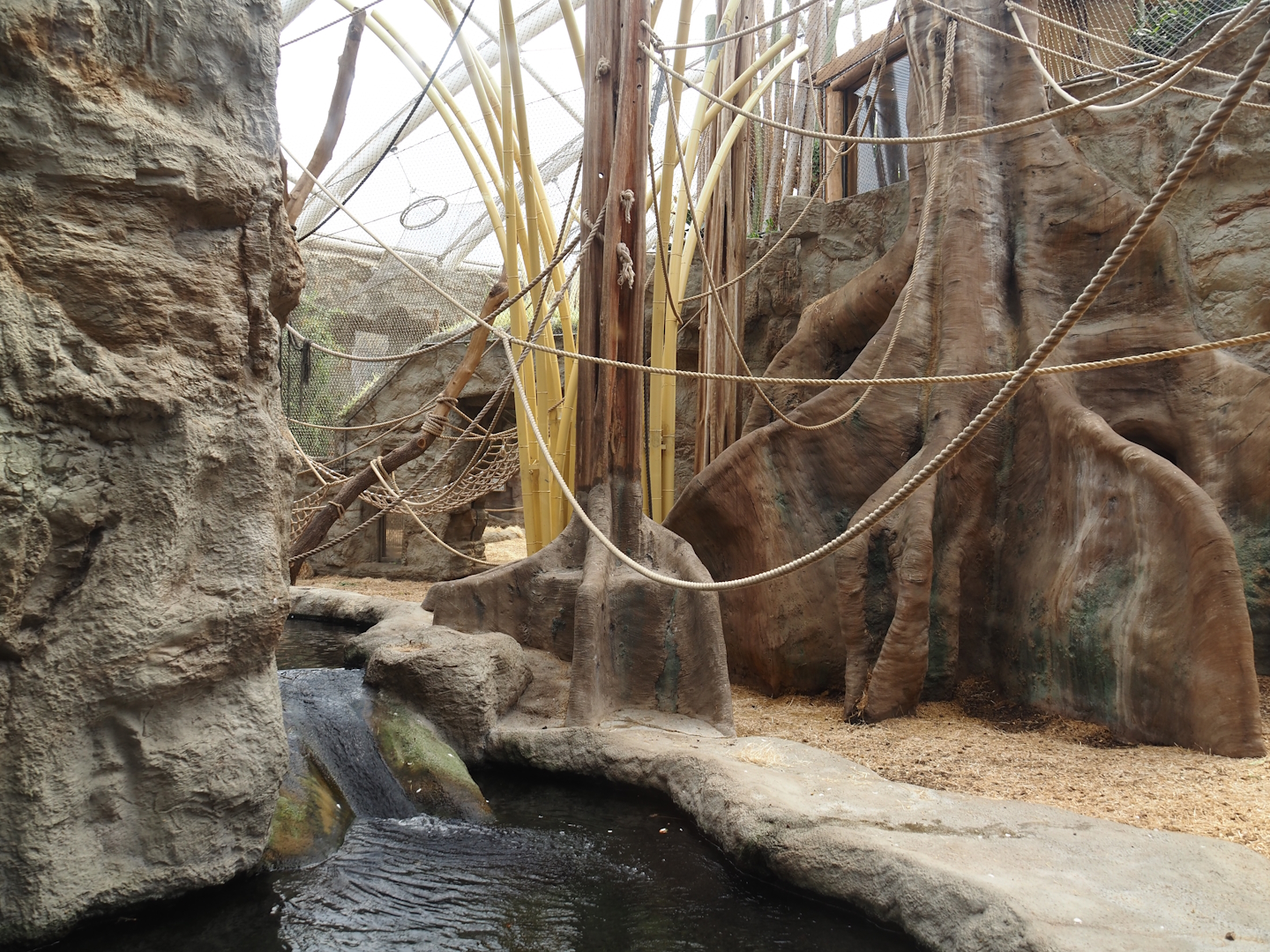 Tropenparadies/Asian greenhouse - Asian small-clawed otter, Sumatran orangutan and Hanuman langur indoor exhibit, 2024-08-05
