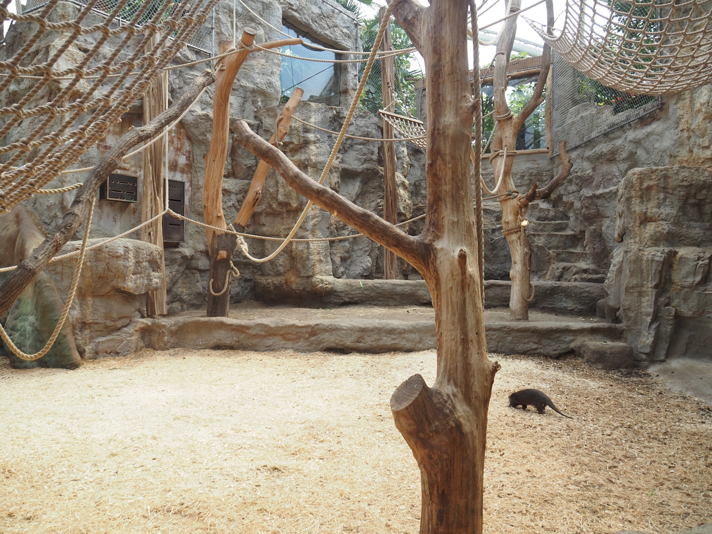 Tropenparadies/Asian greenhouse - Asian small-clawed otter, Sumatran orangutan and Hanuman langur indoor exhibit, 2024-08-05
