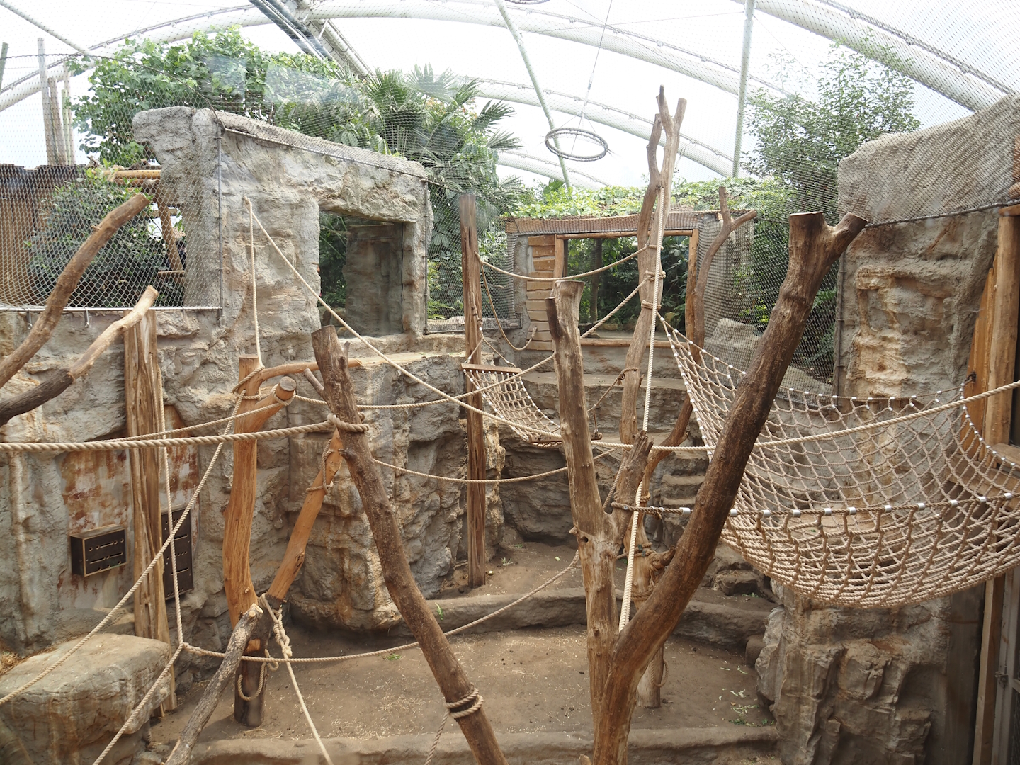 Tropenparadies/Asian greenhouse - Asian small-clawed otter, Sumatran orangutan and Hanuman langur indoor exhibit, 2024-08-05