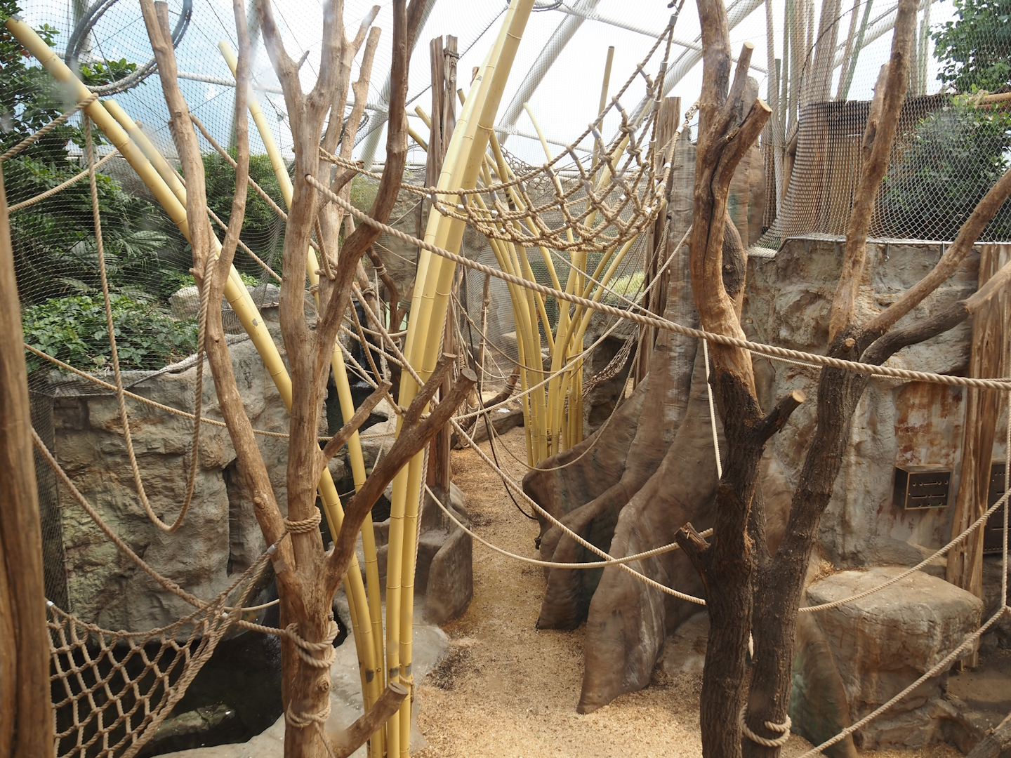Tropenparadies/Asian greenhouse - Asian small-clawed otter, Sumatran orangutan and Hanuman langur indoor exhibit, 2024-08-05