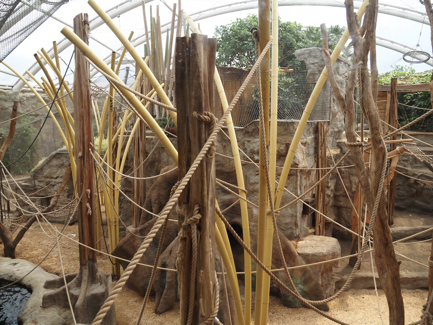 Tropenparadies/Asian greenhouse - Asian small-clawed otter, Sumatran orangutan and Hanuman langur indoor exhibit, 2024-08-05