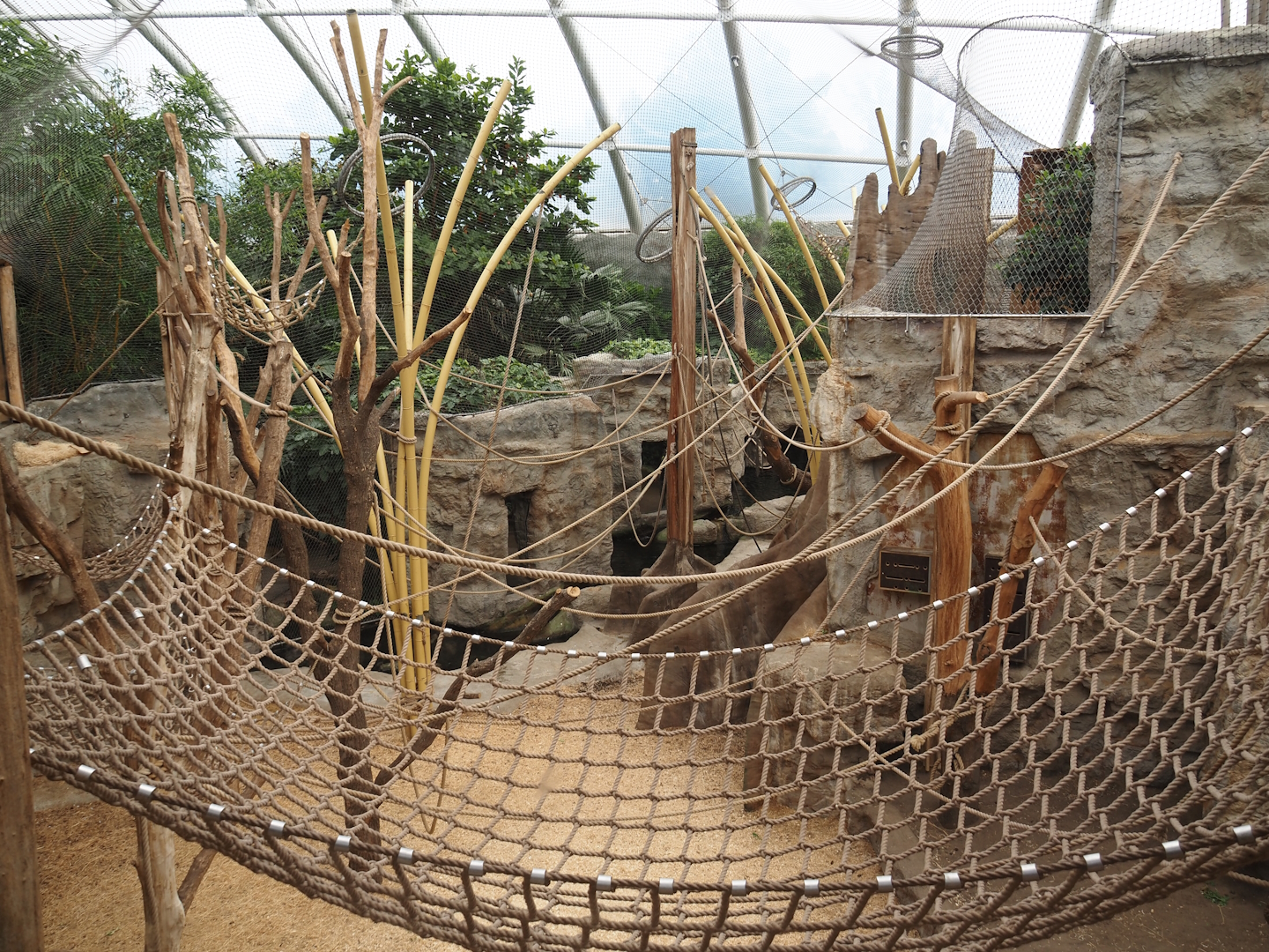 Tropenparadies/Asian greenhouse - Asian small-clawed otter, Sumatran orangutan and Hanuman langur indoor exhibit, 2024-08-05