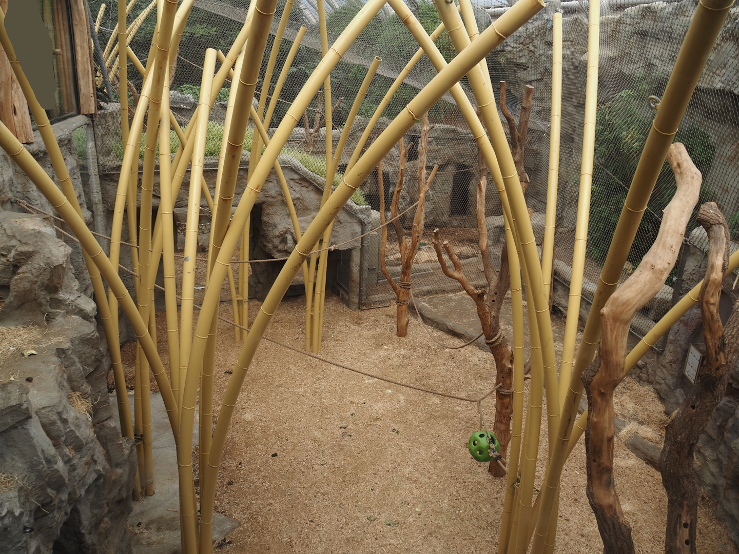Tropenparadies/Asian greenhouse - Sumatran orangutan and Hanuman langur indoor exhibit, 2024-08-05