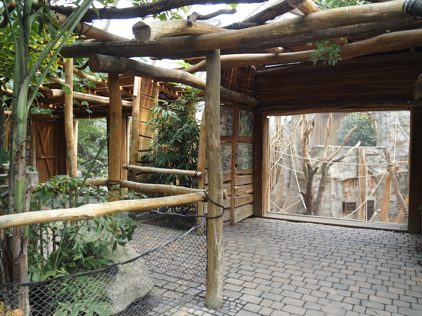 Tropenparadies/Asian greenhouse - Sumatran orangutan and Hanuman langur indoor exhibit viewing area, 2024-08-05