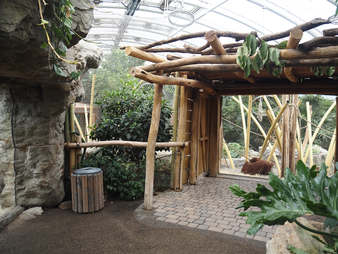 Tropenparadies/Asian greenhouse - Sumatran orangutan and Hanuman langur indoor exhibit viewing area, 2024-08-05