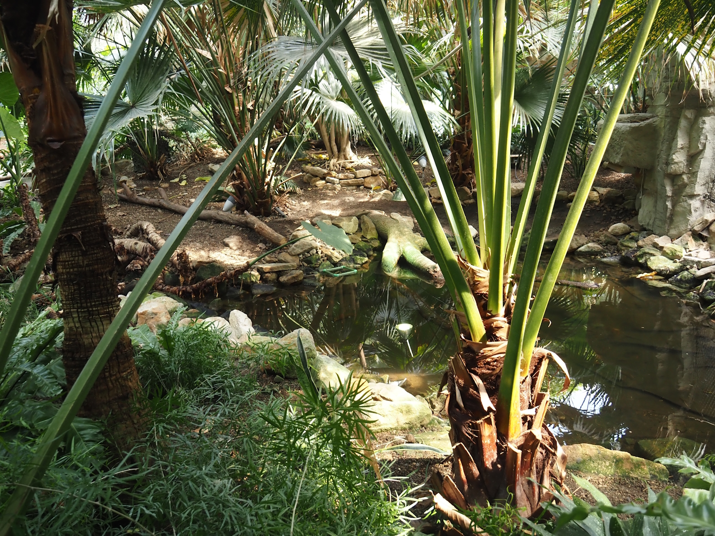 Tropenparadies/Asian greenhouse - Turtle pond, 2024-08-05