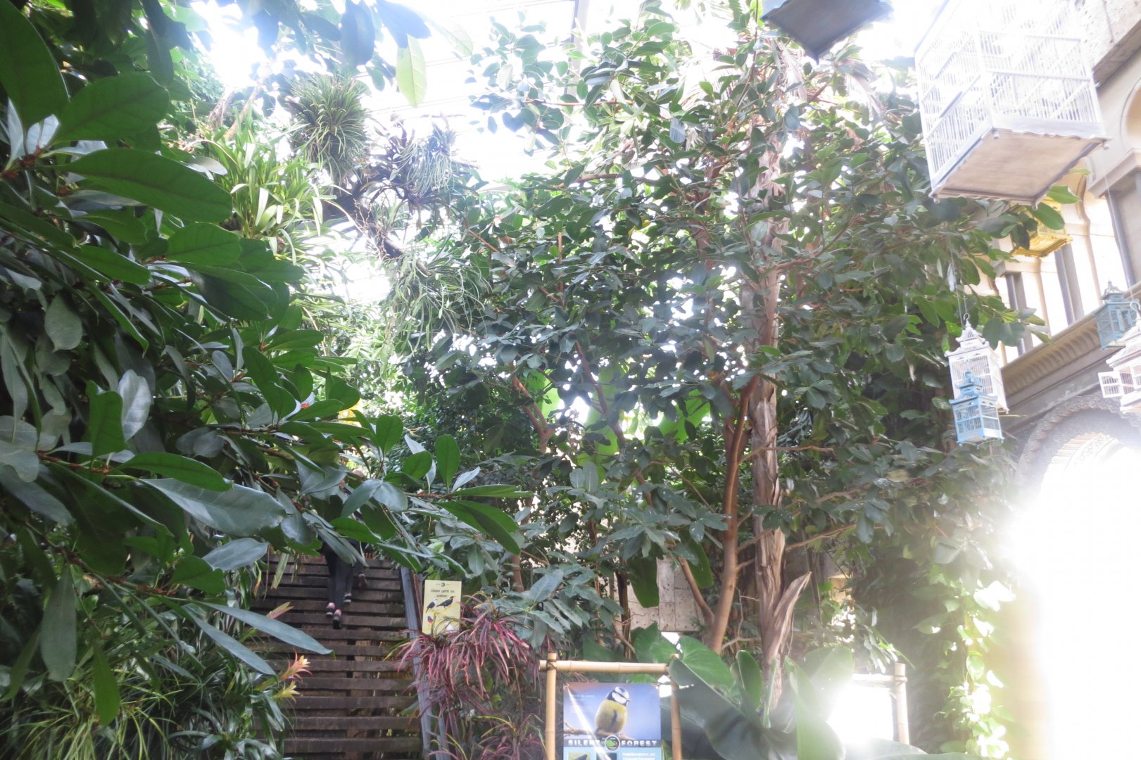 Tropenvoegel House 011218